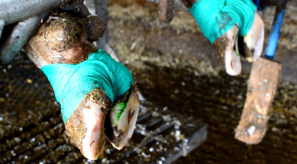 Pattes de bovin avec pansement