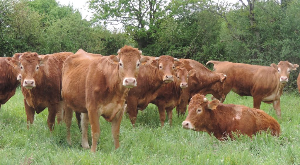 Photo de vaches limousines éboutées