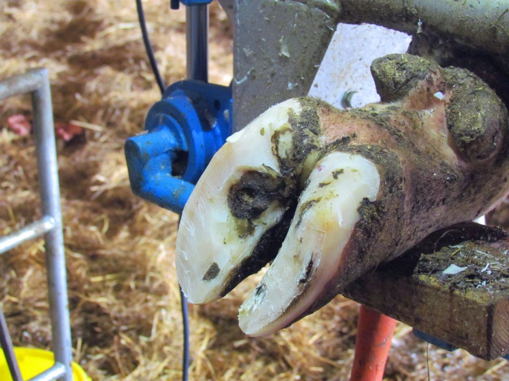 Photo d'une patte de bovin en pleine séance de pédicure