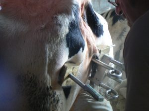 Le cuir de l'animal est en train d'être brûlé à l'azote.