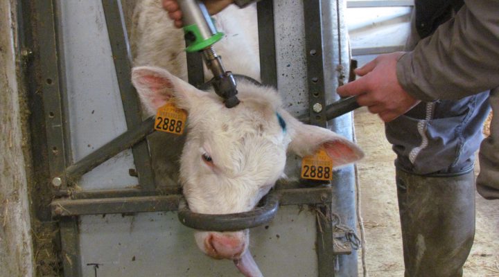 Veau qui se fait ébouter