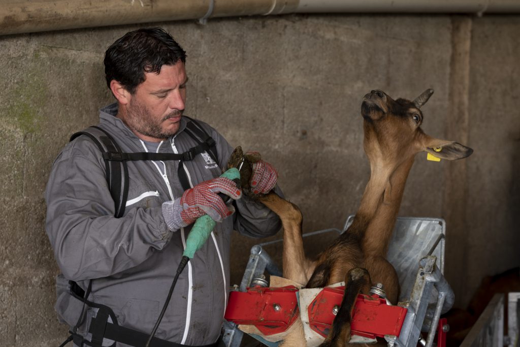 Une chèvre en pleine séance de parage